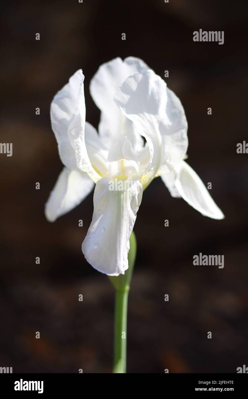 Gotas de lluvia iris fotografías e imágenes de alta resolución Alamy