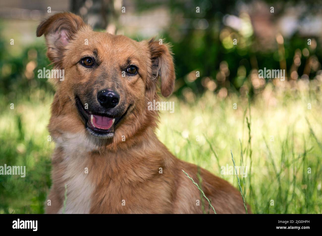 Perro Rojo Mongrel Para Dar Un Paseo El Perro Yace En La Hierba En El