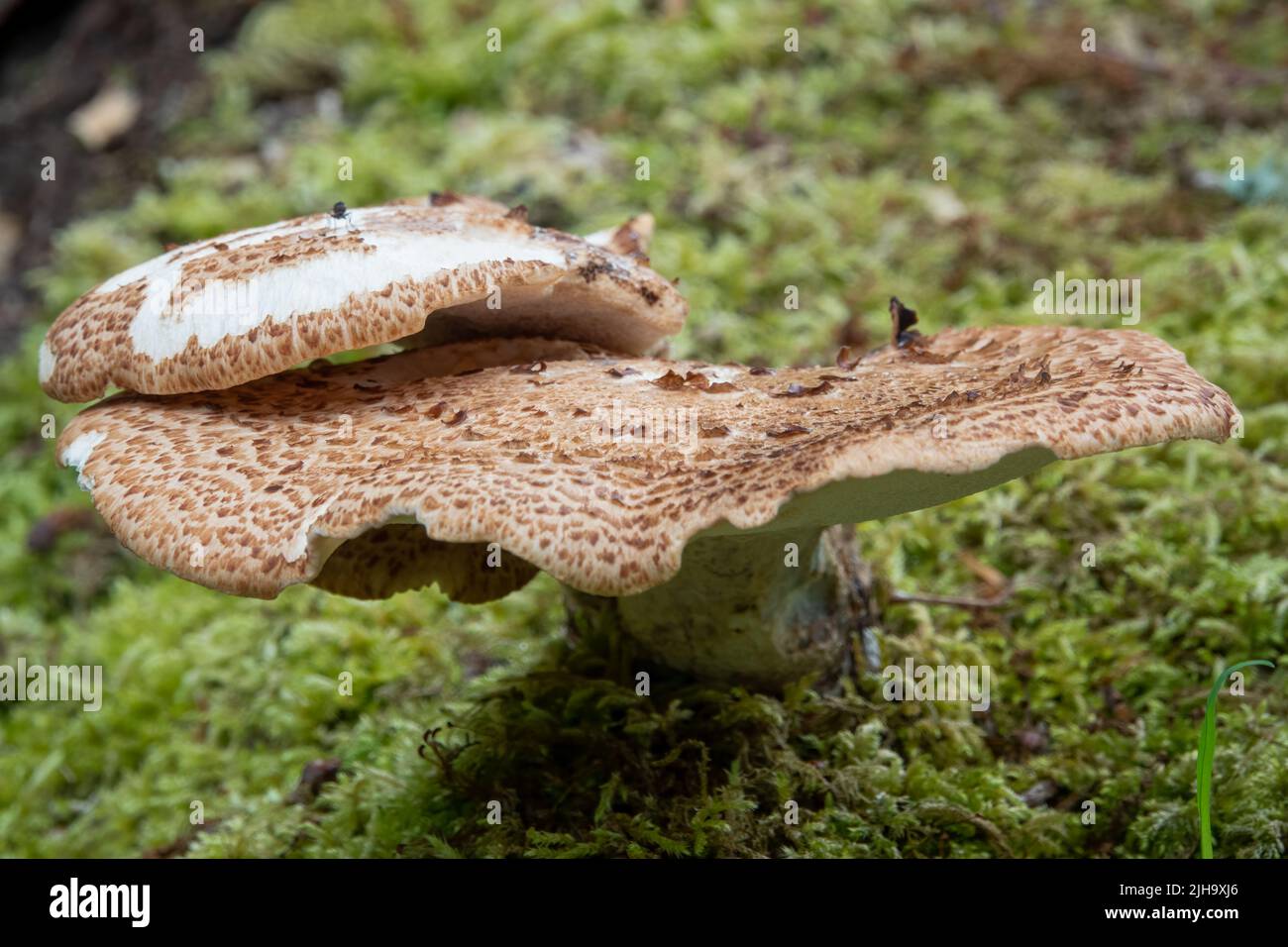 Primer Plano De Cerioporus Polyporus Squamosus Es Un Hongo De Soporte