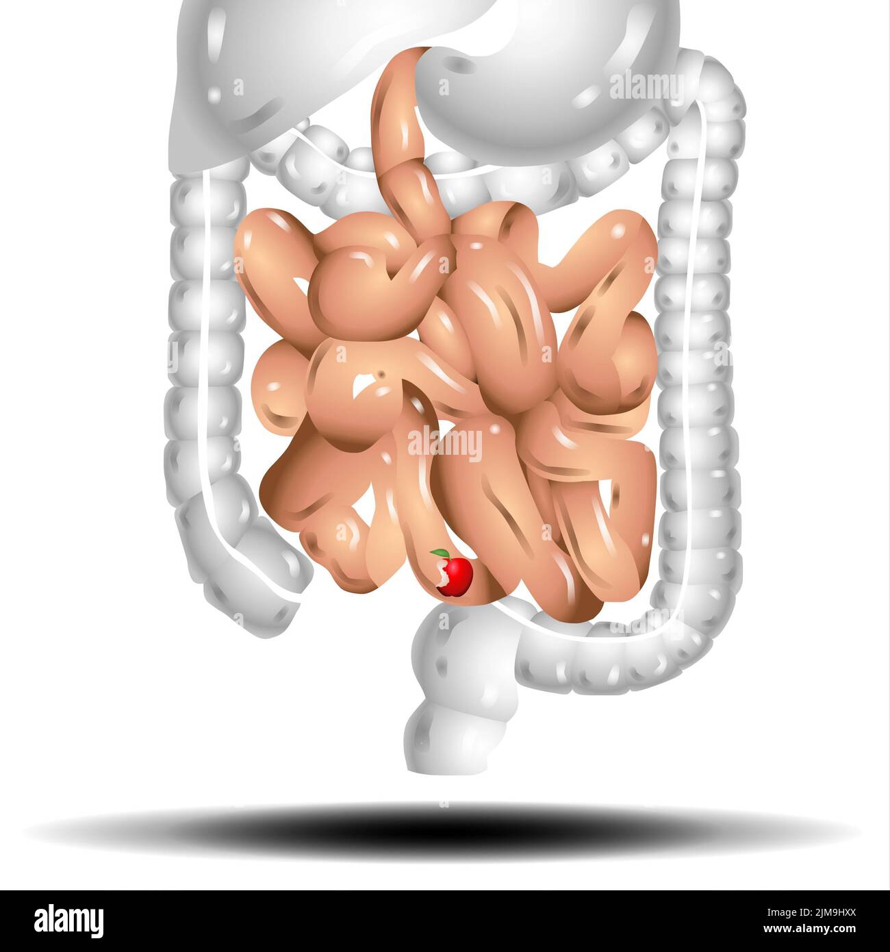 Intestinos Ilustración realista de vectores planos del intestino delgado y grueso Órgano