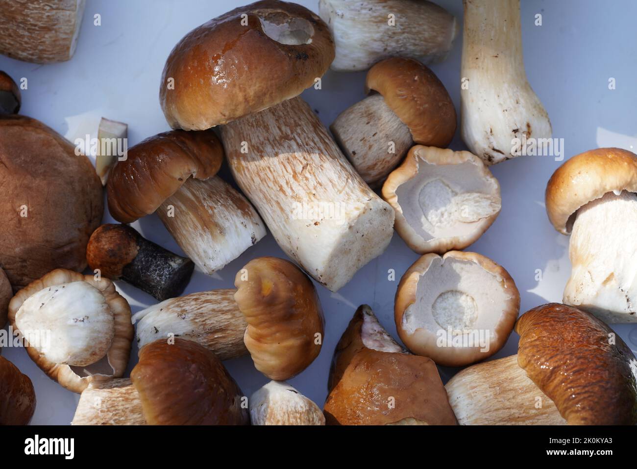 Gran Cantidad De Hongos Boletus Hongos Tipo De Las Especies Del G Nero