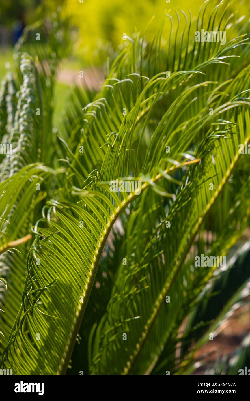 Hojas De Palma Sago O Cycas Revoluta Foto Vertical Plantas Decorativas