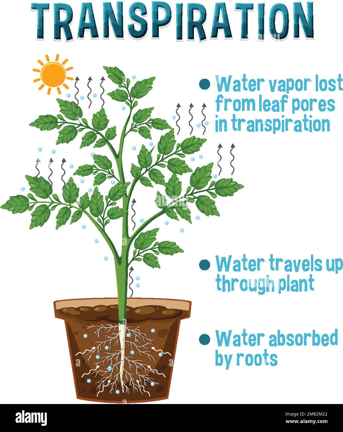 Diagrama que muestra la ilustración de la transpiración de la planta