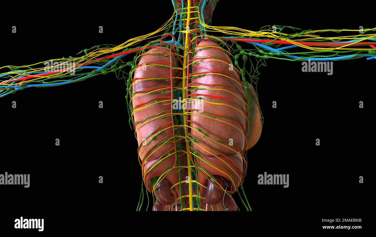 Pulmones humanos con la anatomía de la tráquea para el concepto médico