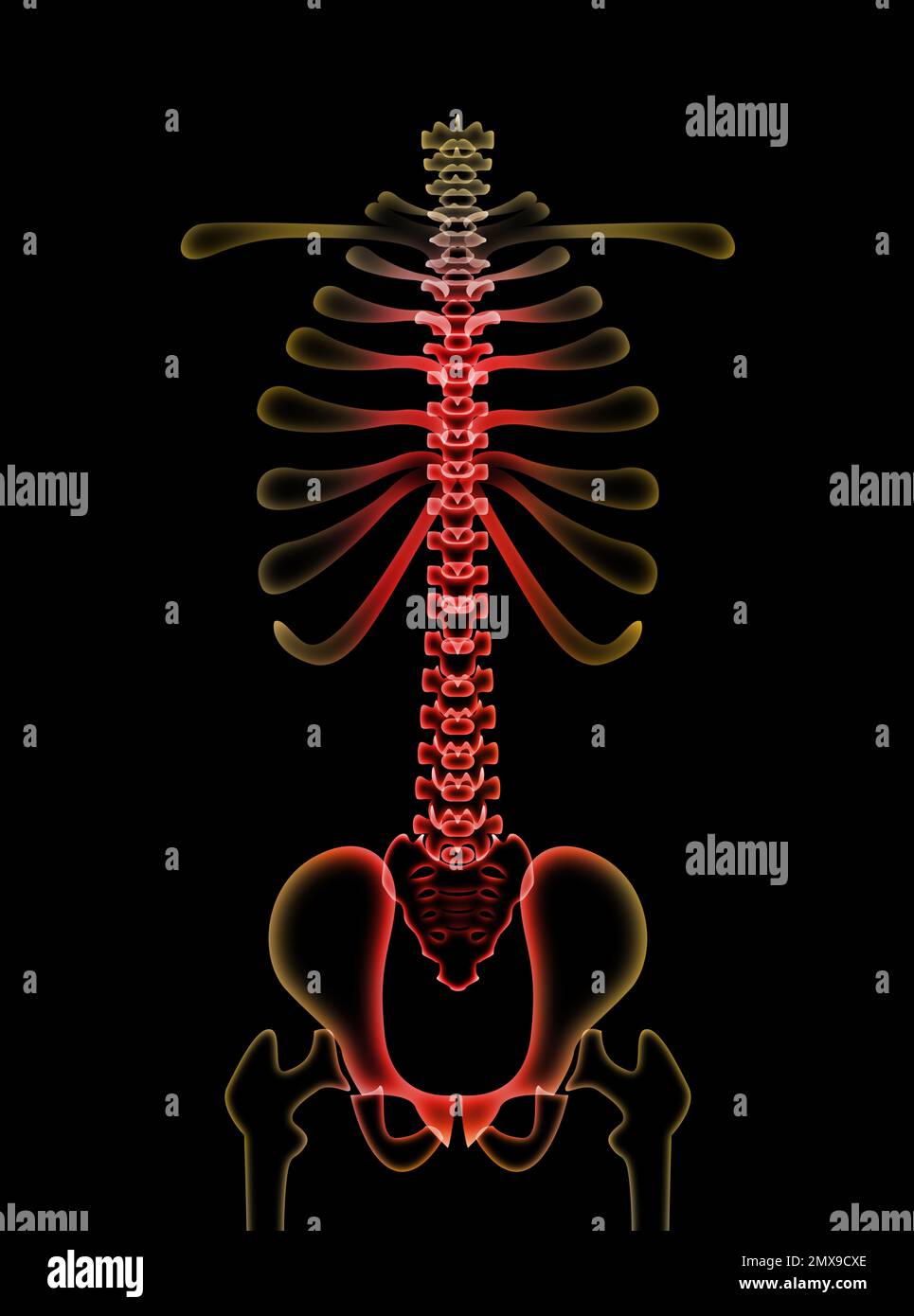 Esquema de la columna vertebral humana fotografías e imágenes de alta