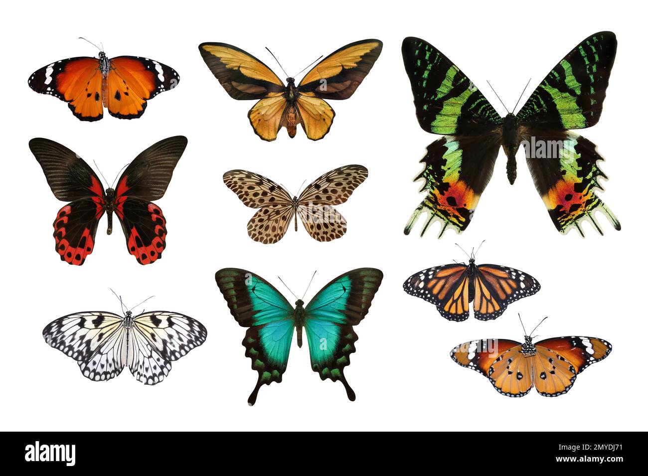 Mariposas De Tigre Llano Im Genes Recortadas De Stock Alamy