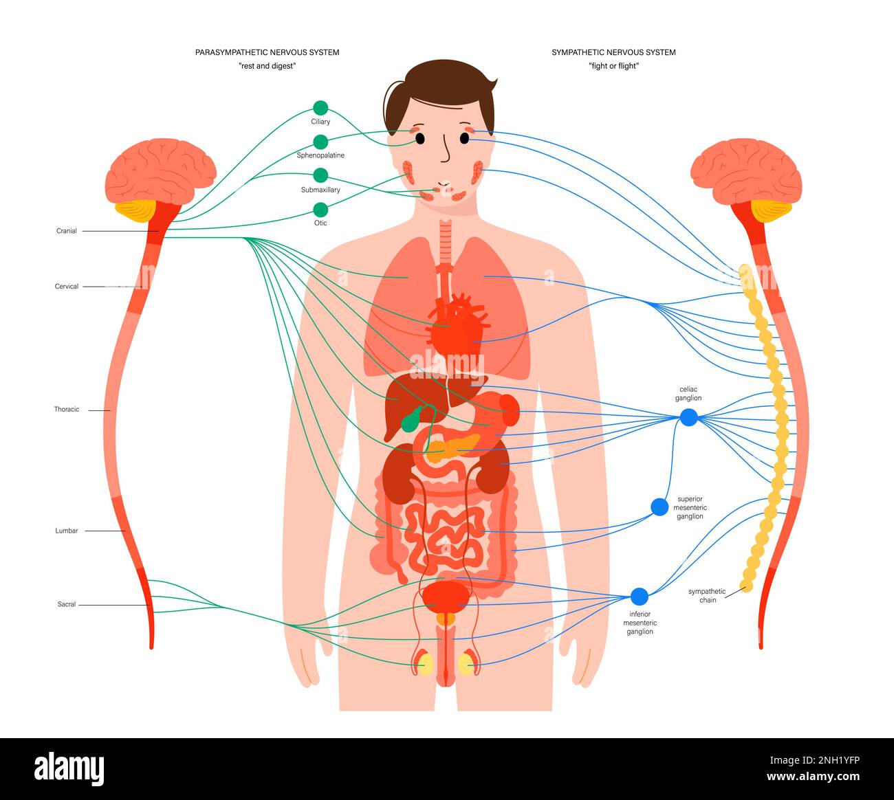 Sistema nervioso autonomo fotografías e imágenes de alta resolución Alamy