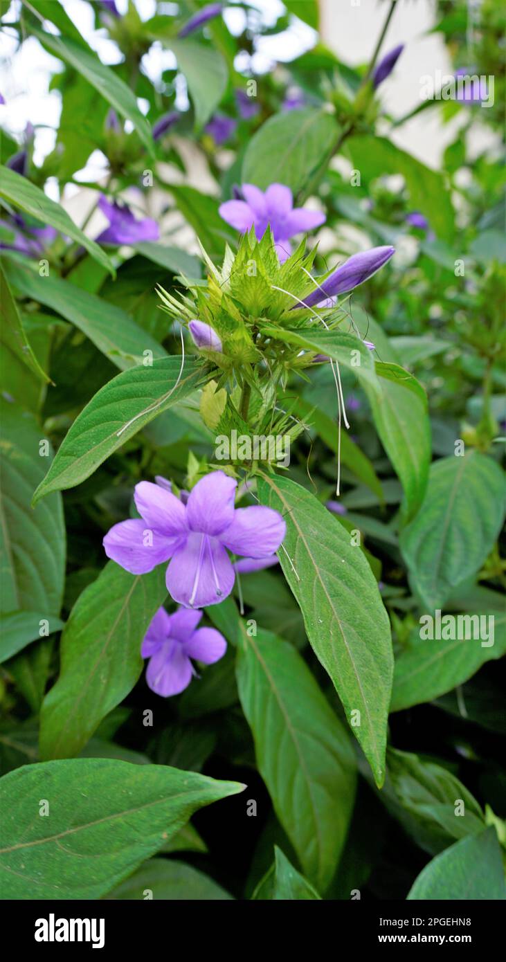 Retrato de Barleria cristata también conocido como violeta filipina