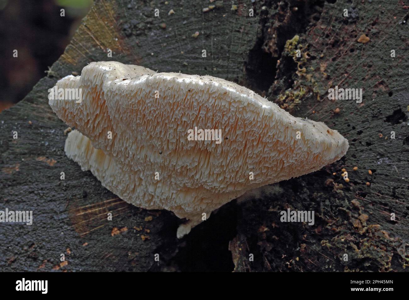 Hongo Grueso Fotograf As E Im Genes De Alta Resoluci N Alamy