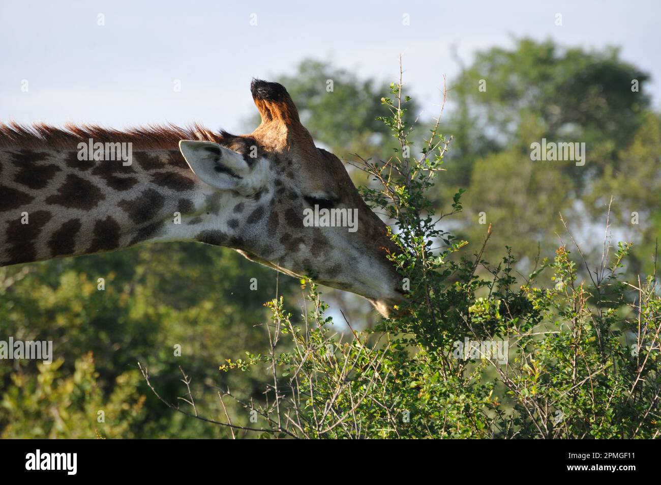 Familia De Jirafas Fotograf As E Im Genes De Alta Resoluci N Alamy