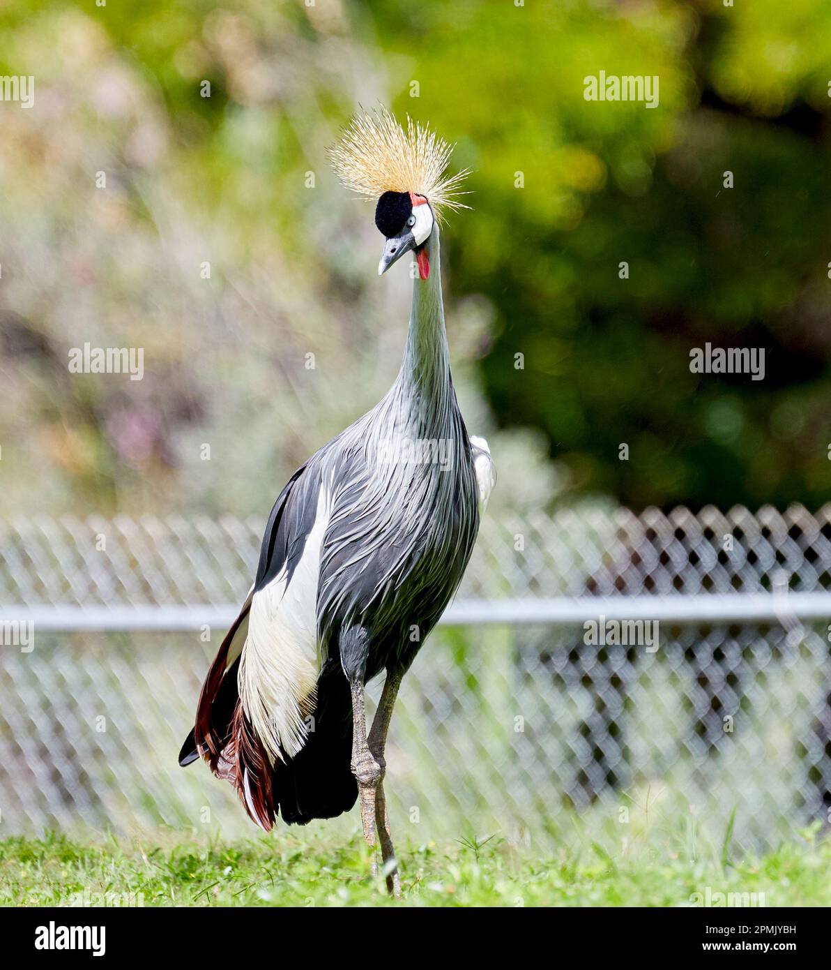 Grulla con cresta dorada fotografías e imágenes de alta resolución