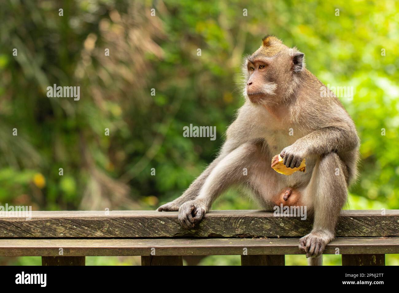 El Macaco Que Come Cangrejo Macaca Fascicularis Tambi N Conocido