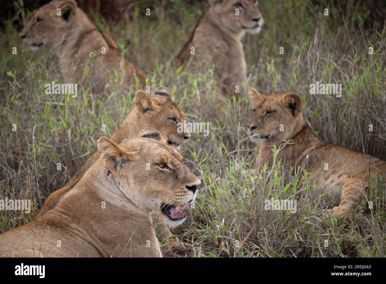 Familia de leones en Kenia sabana Gran leona león mamá con niños en