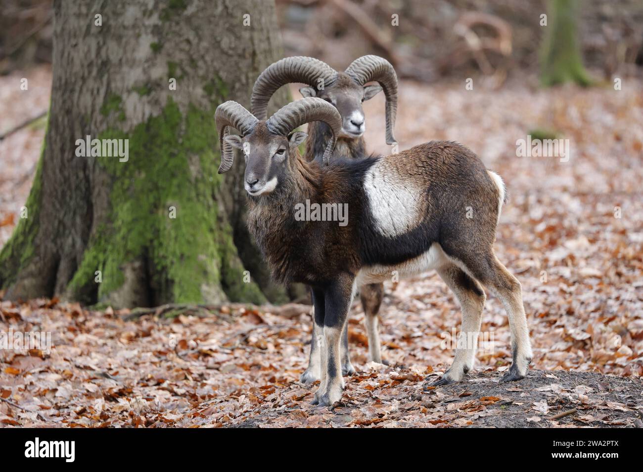 Europäischer Mufflon Ovis gmelini musimon Berlín Wildtiergehege im