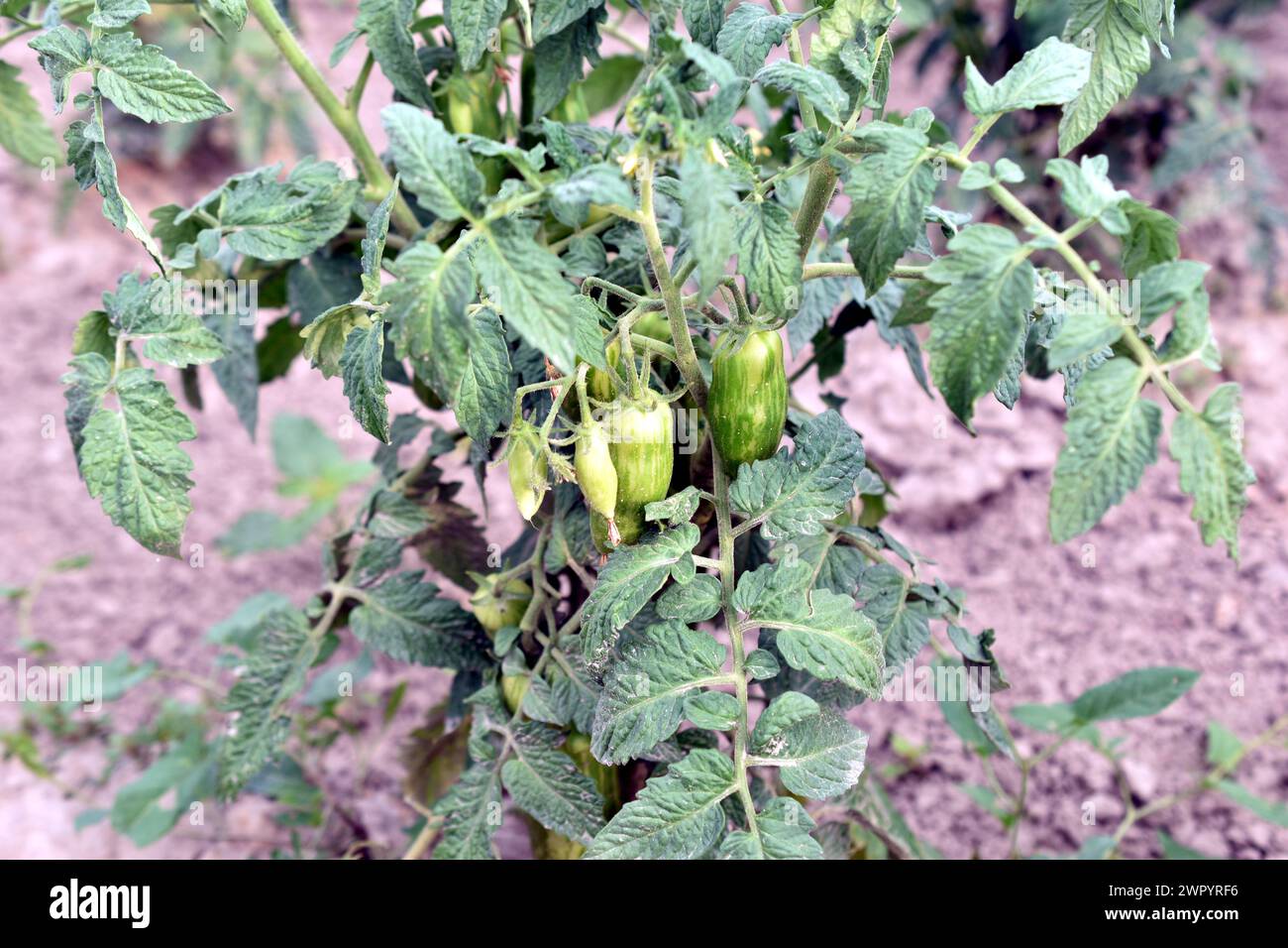 Las Frutas Verdes Maduran En Las Ramas De Un Arbusto De Tomate Que