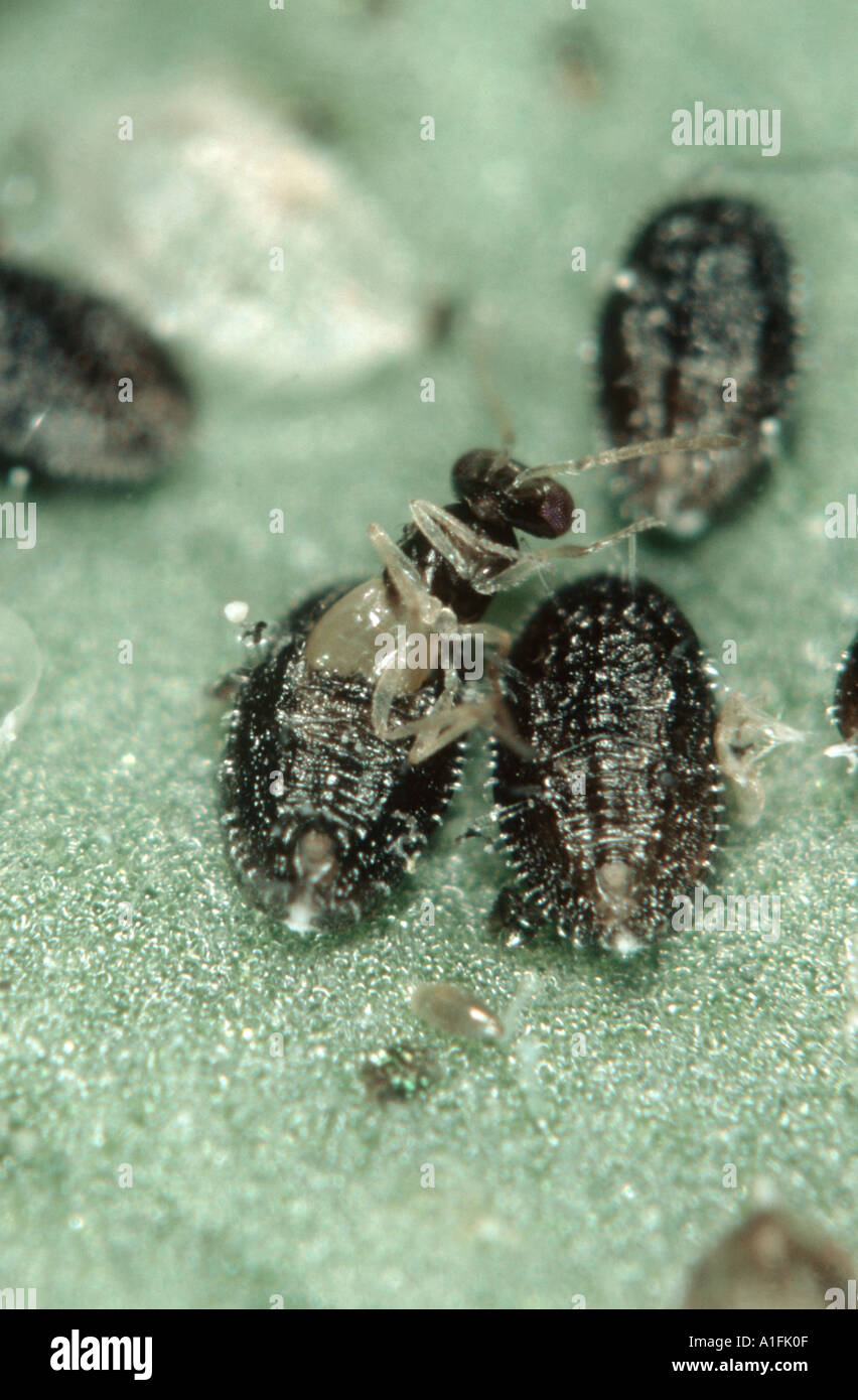 Avispa Parasitoide Encarsia Formosa Emergiendo De Glasshouse Parasita