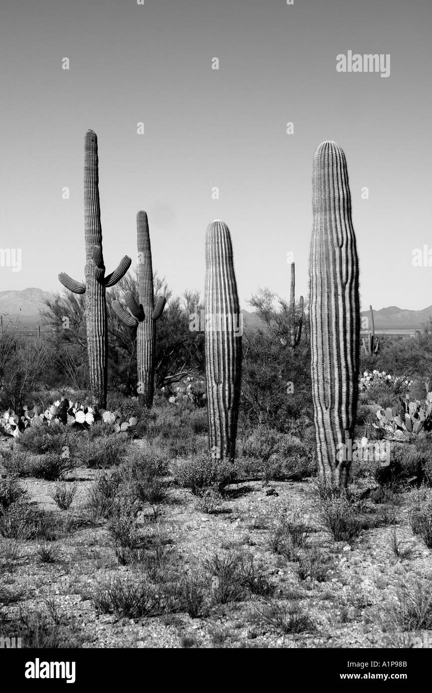 Parque Nacional Saguaro Im Genes De Stock En Blanco Y Negro Alamy