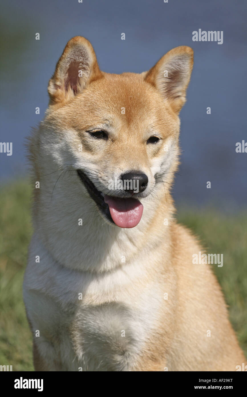 Shiba inu canis lupus f familiaris fotografías e imágenes de alta