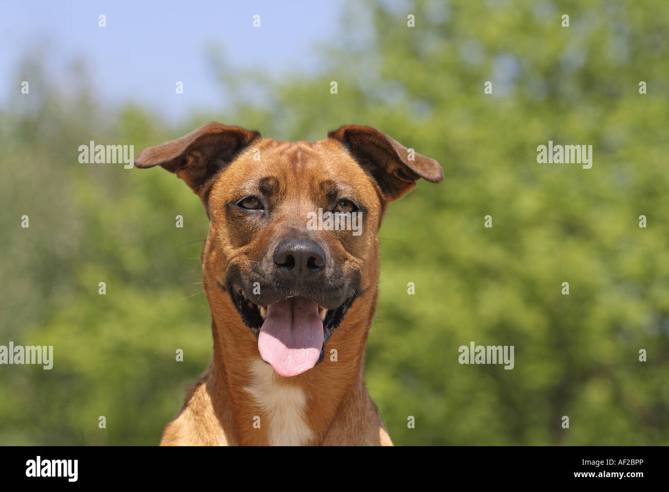 Mezcla de malinois fotografías e imágenes de alta resolución Alamy