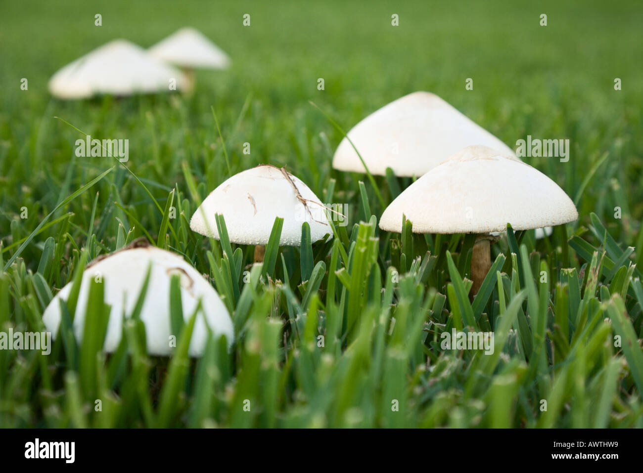 Hongos setas que crecen en el pasto verde césped Fotografía de stock