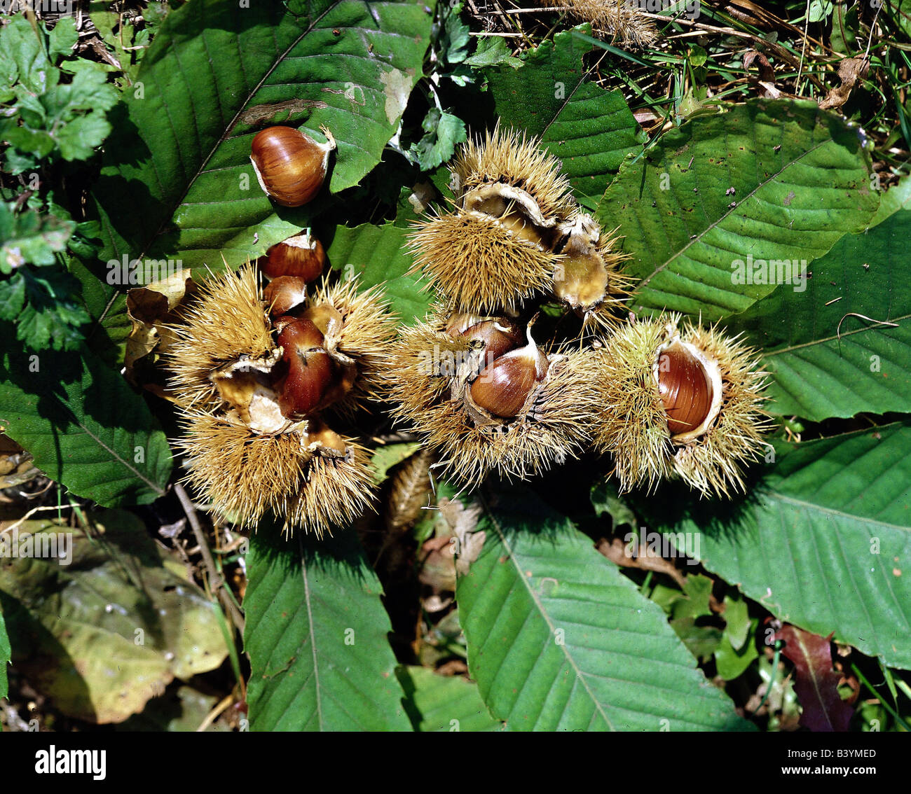 La botánica castaños Castanea castañas Castanea sativa frutos y