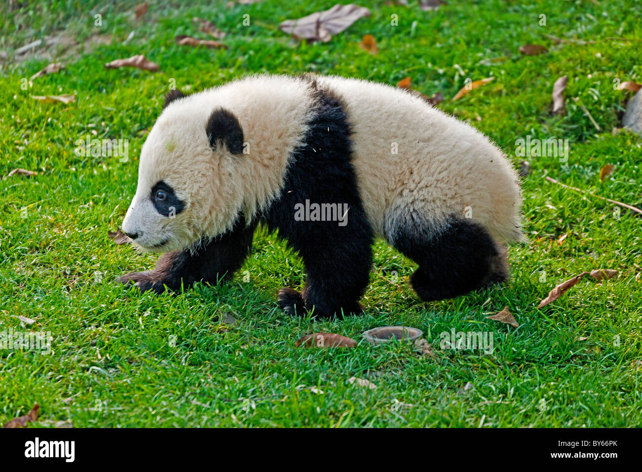 Joven cachorro de panda gigante en Chengdu Base de investigación de