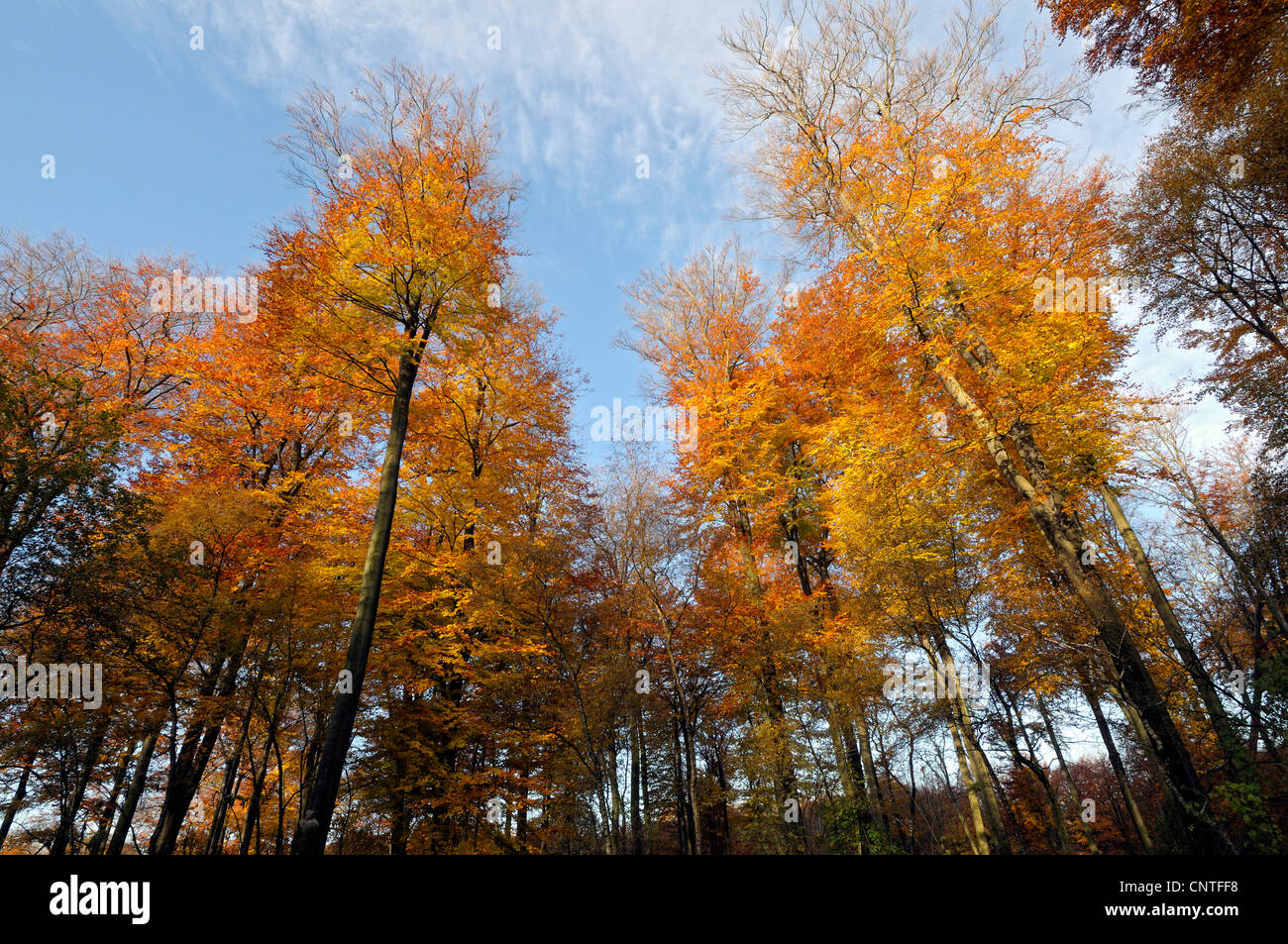 Comunes De Haya Fagus Sylvatica Bosque De Hayas En Oto O En