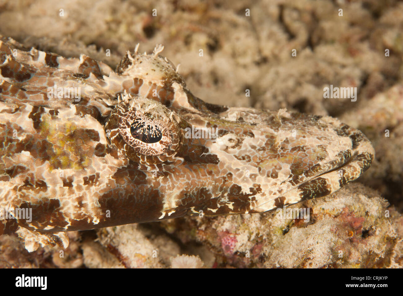 Cocodrilo Tropical Fotograf As E Im Genes De Alta Resoluci N Alamy