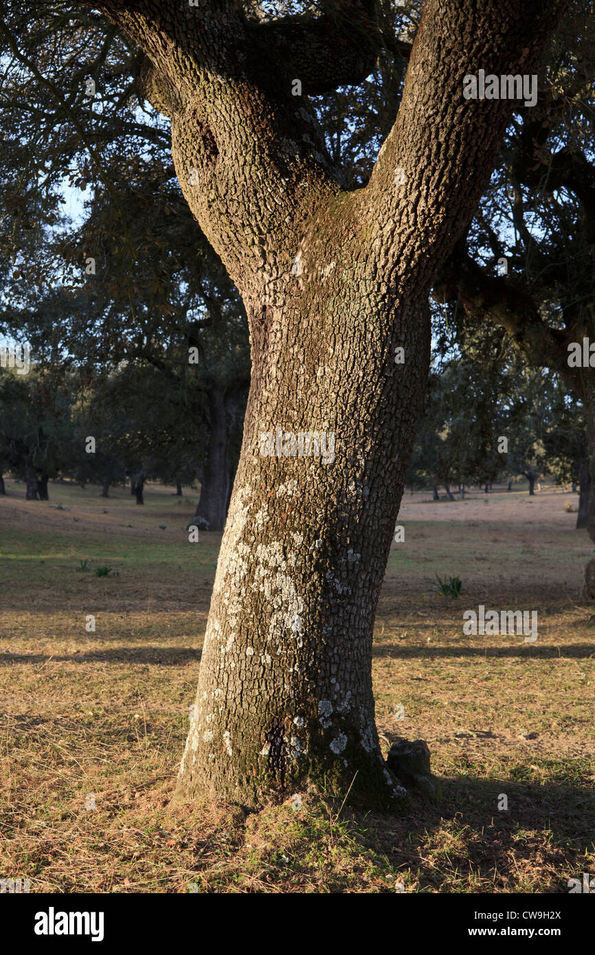 Los árboles de Encina Quercus ilex en dehesa de hábitat Extremadura