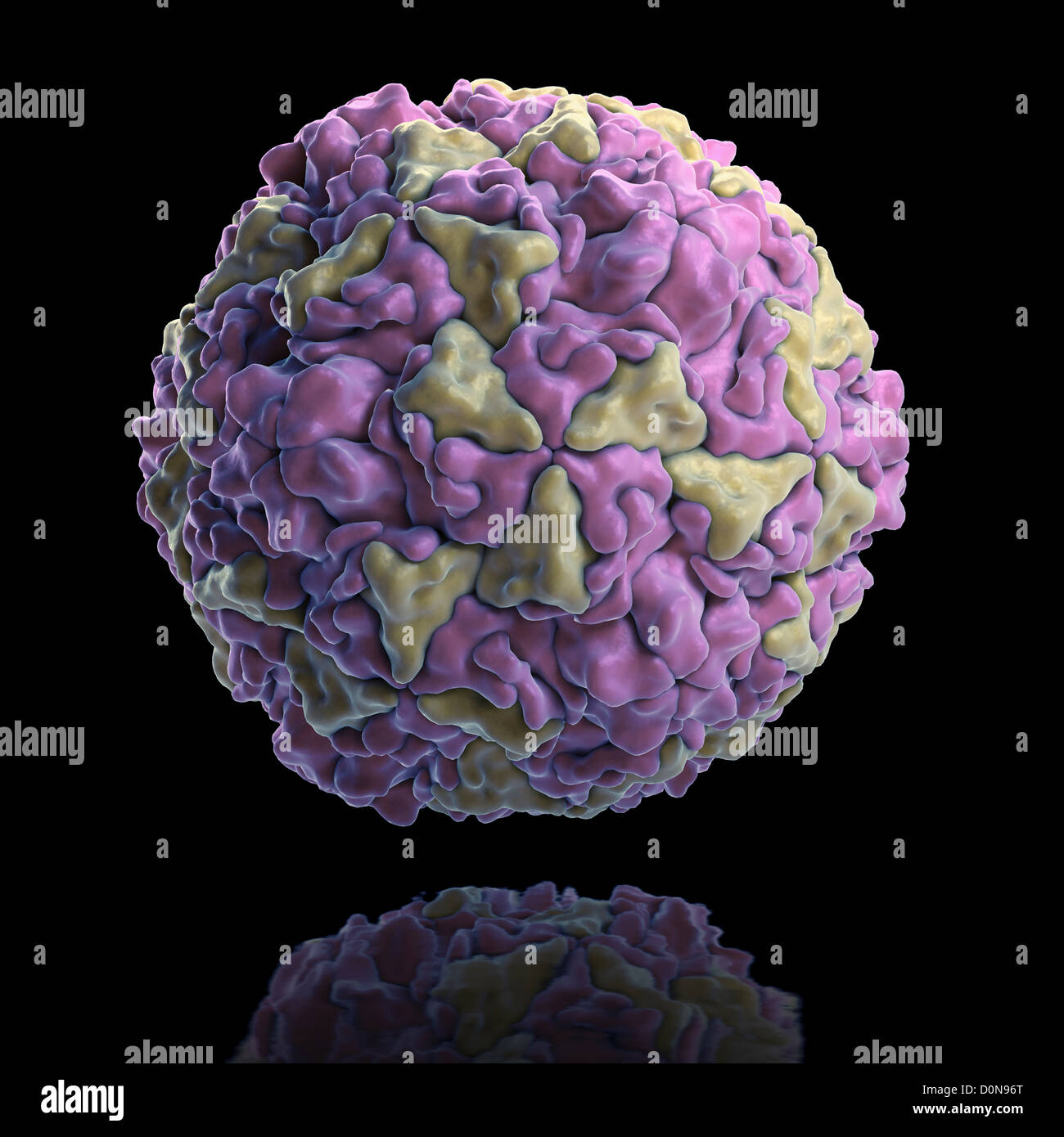 Estructura El Rinovirus Humano Pdb Rhv Rinovirus Son Agentes