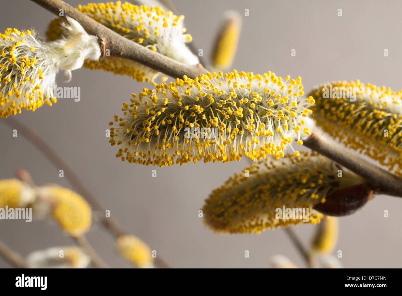 Studio fotografía de un pussy willow en primavera los amentos son