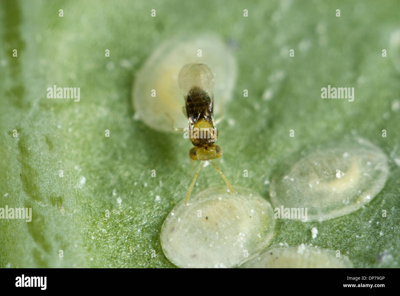 Un Adulto Avispa Parasitoide Encarsia Tricolor Poniendo Huevos