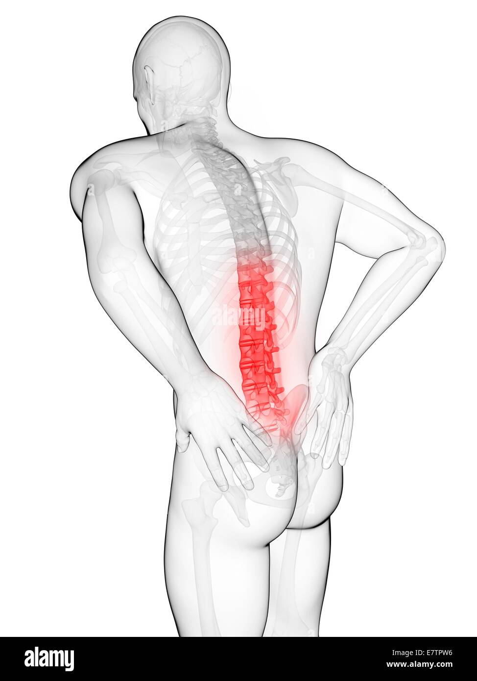 Columna vertebral humana y dolor de espalda Imágenes recortadas de