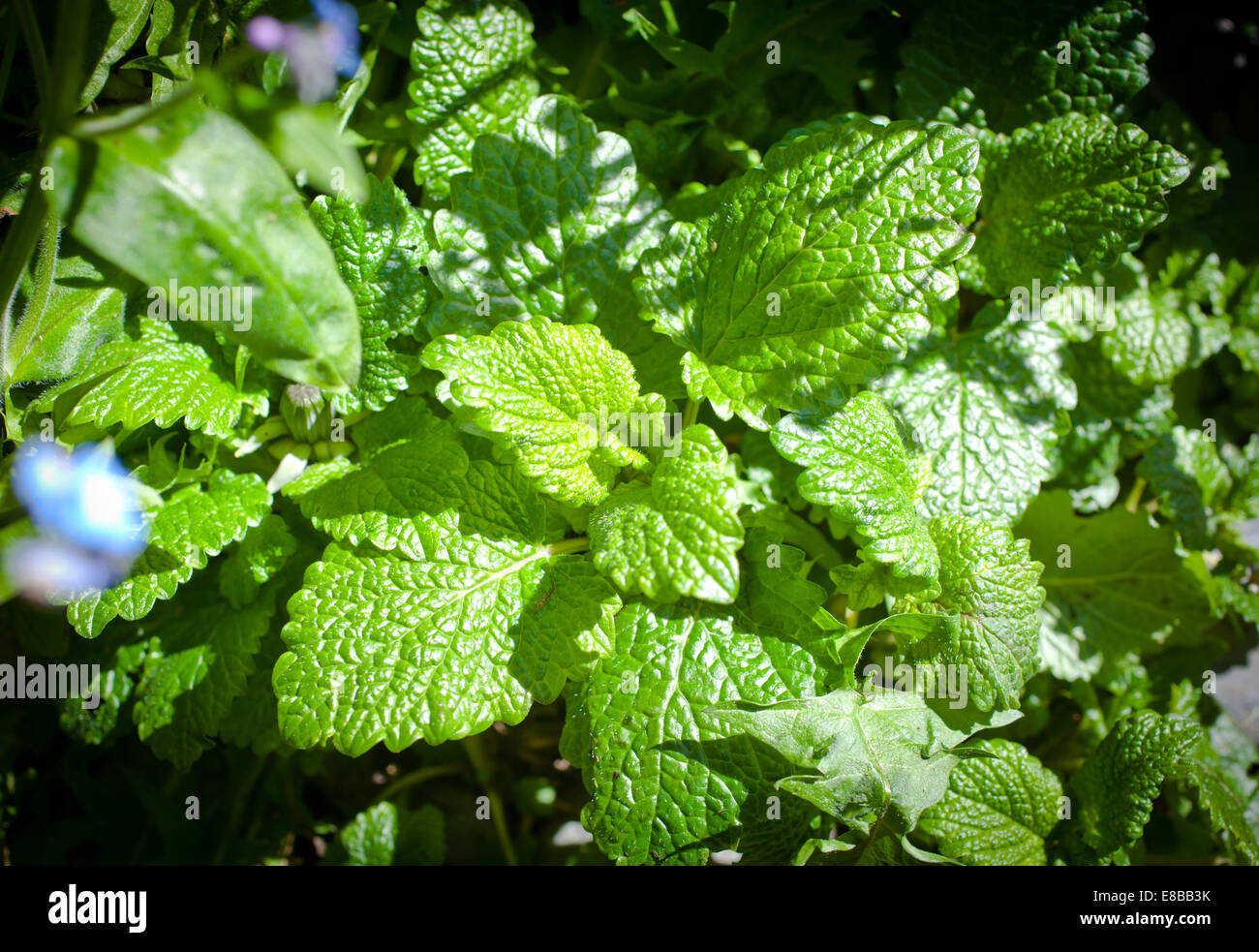 Como cultivar toronjil fotografías e imágenes de alta resolución Alamy