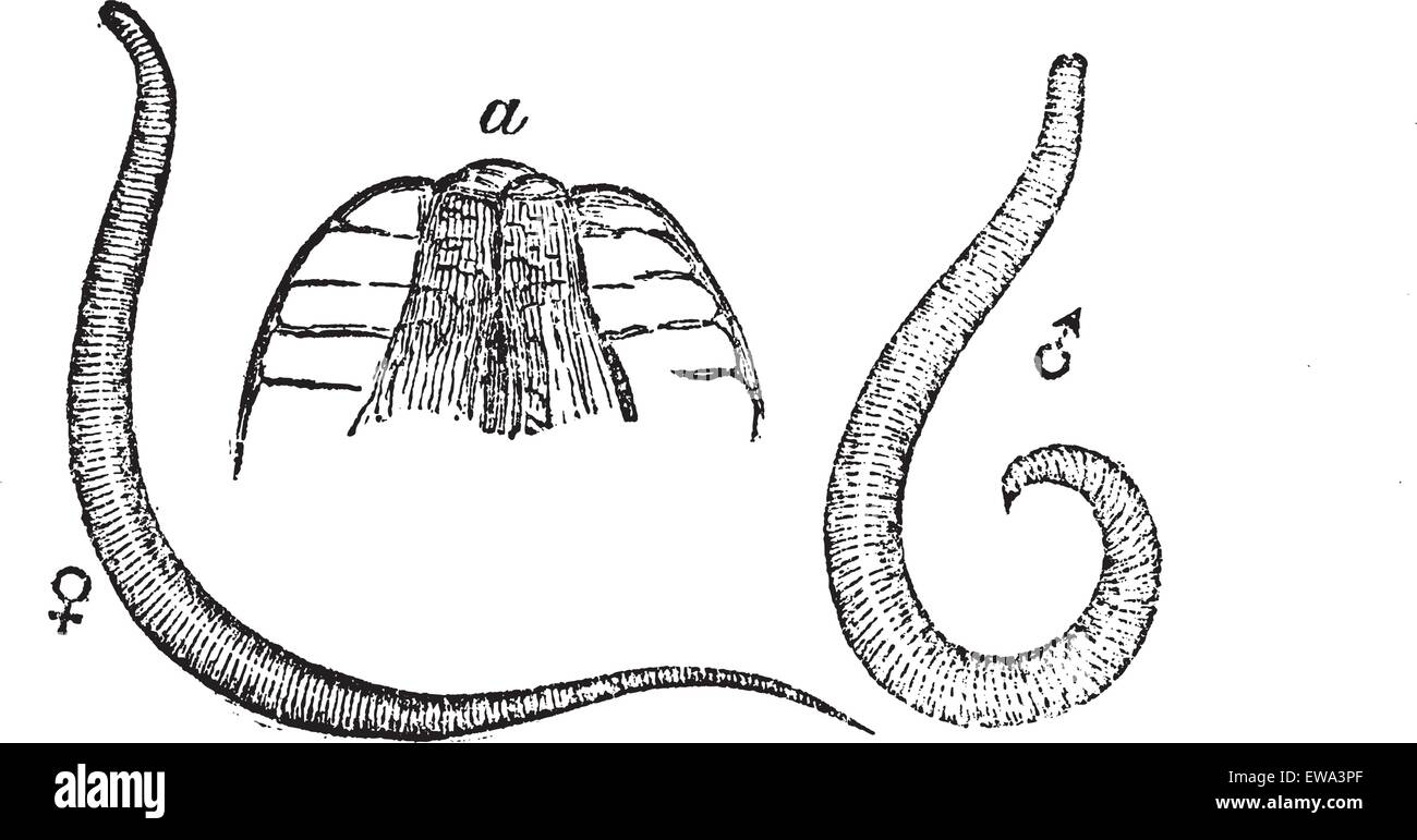 Enterobius vermicularis fotografías e imágenes de alta resolución Alamy