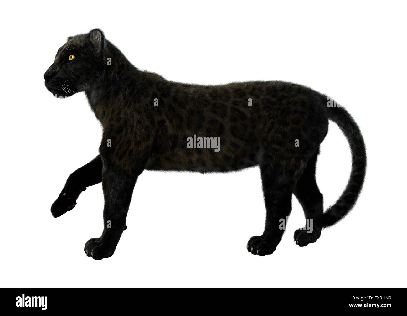 Digital D Render De Un Gran Gato Pantera Negra Caminando Aislado Sobre