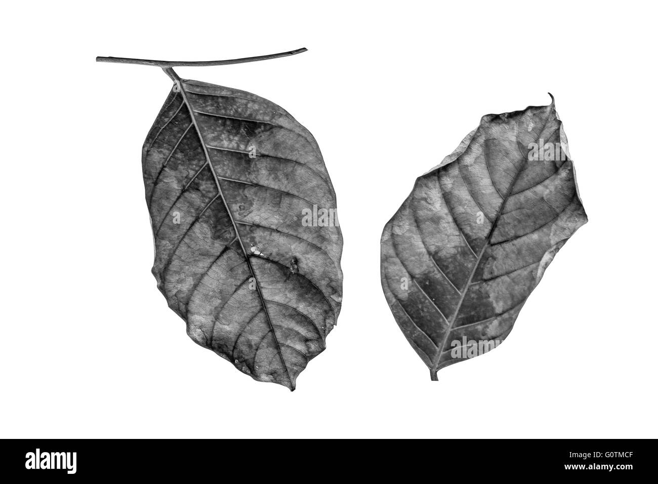 Fondo De Ramas Secas Im Genes Recortadas De Stock Alamy