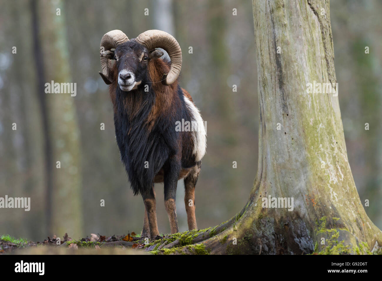 Muflón europeo ovis orientalis musimon fotografías e imágenes de alta