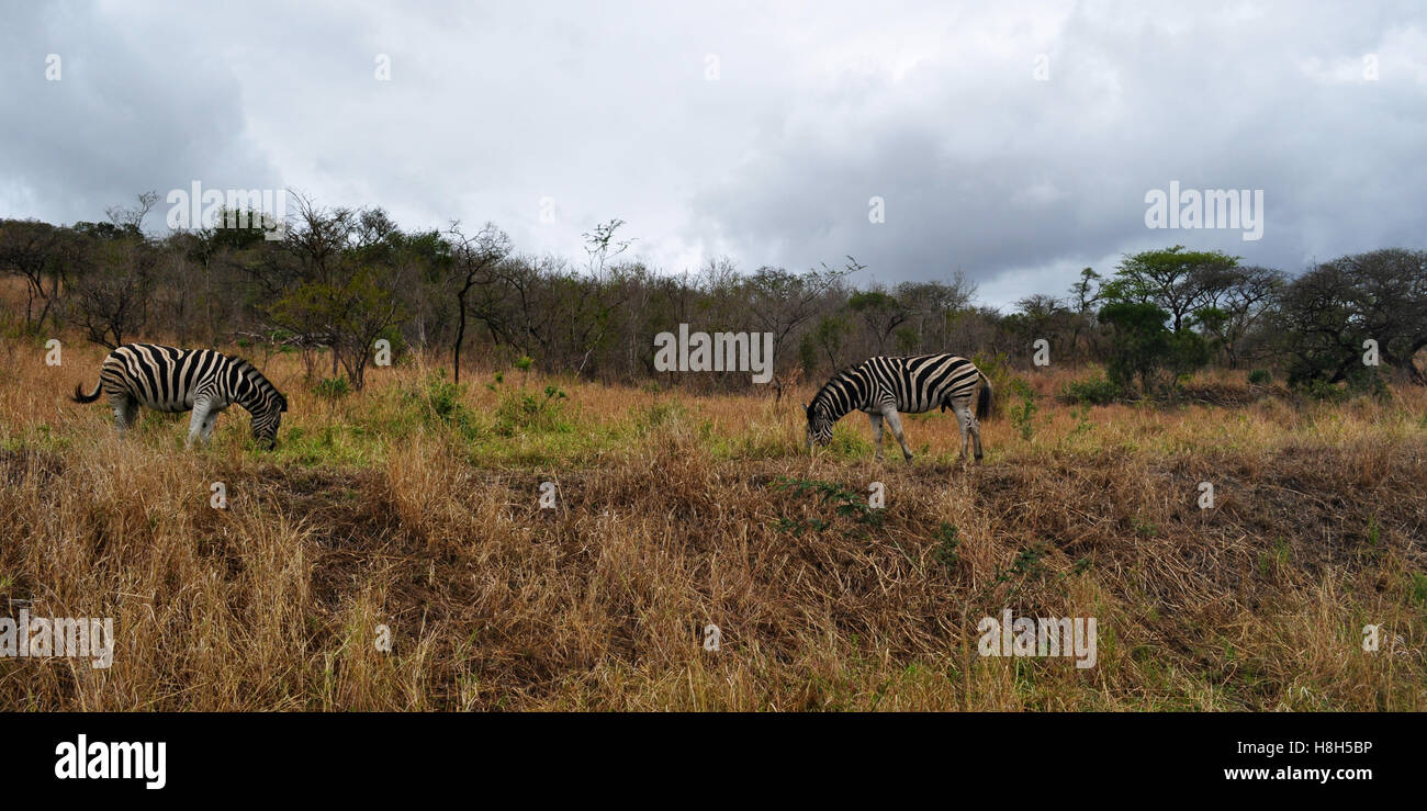 Safari En Sud Frica Sabana Verde Cebras Materna En La Hluhluwe