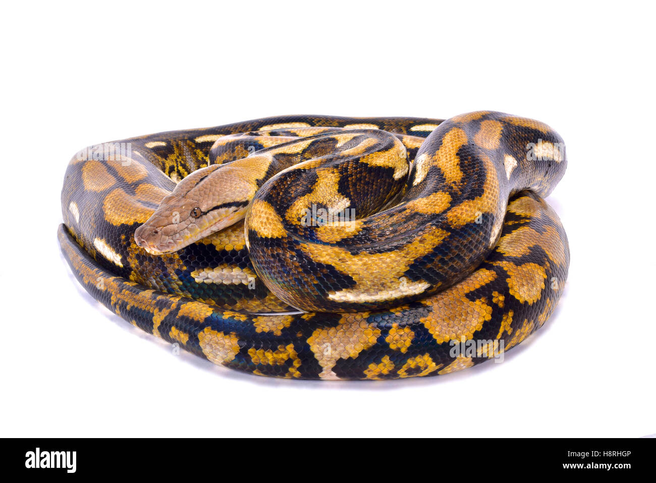 Pitón reticulado Malayopython reticulatus Fotografía de stock Alamy