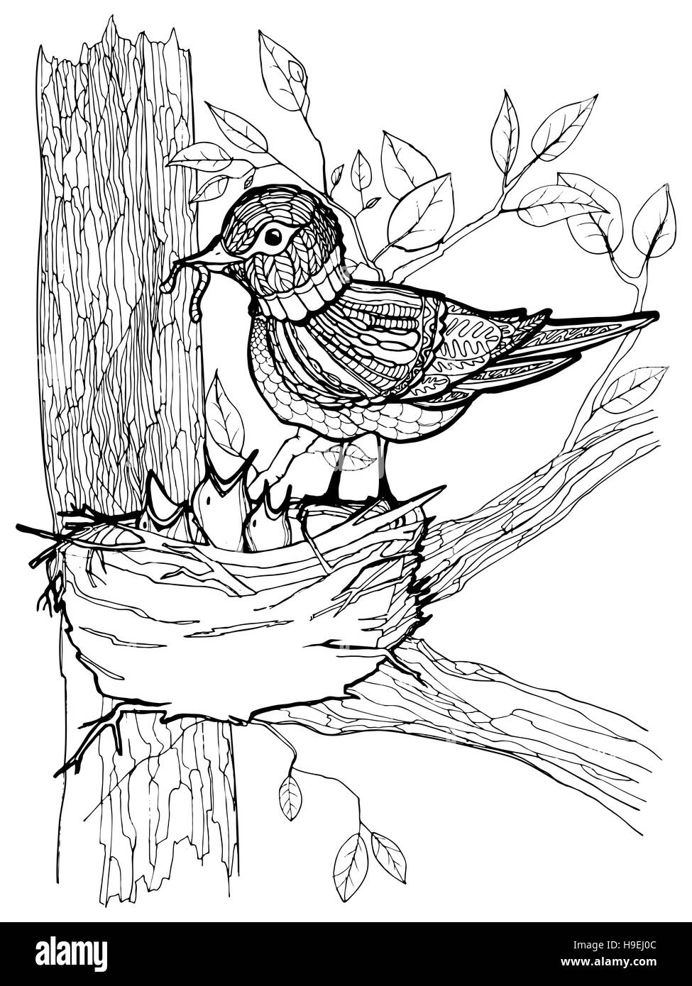 Dibujo De Nido Para Colorear Aves Para Colorear