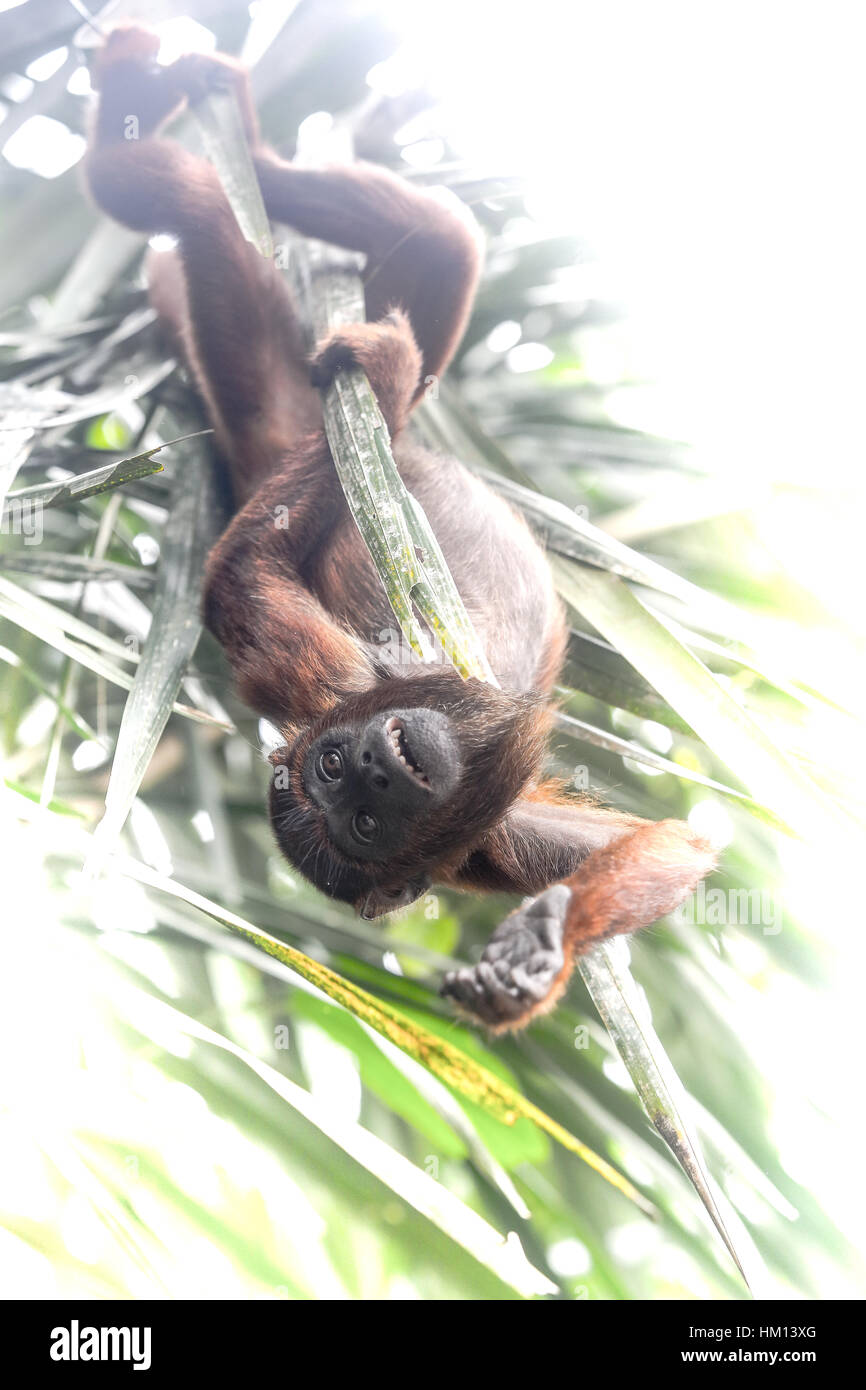 En La Selva Amaz Nica Del Per Fotos Capturadas Durante Un Viaje A La