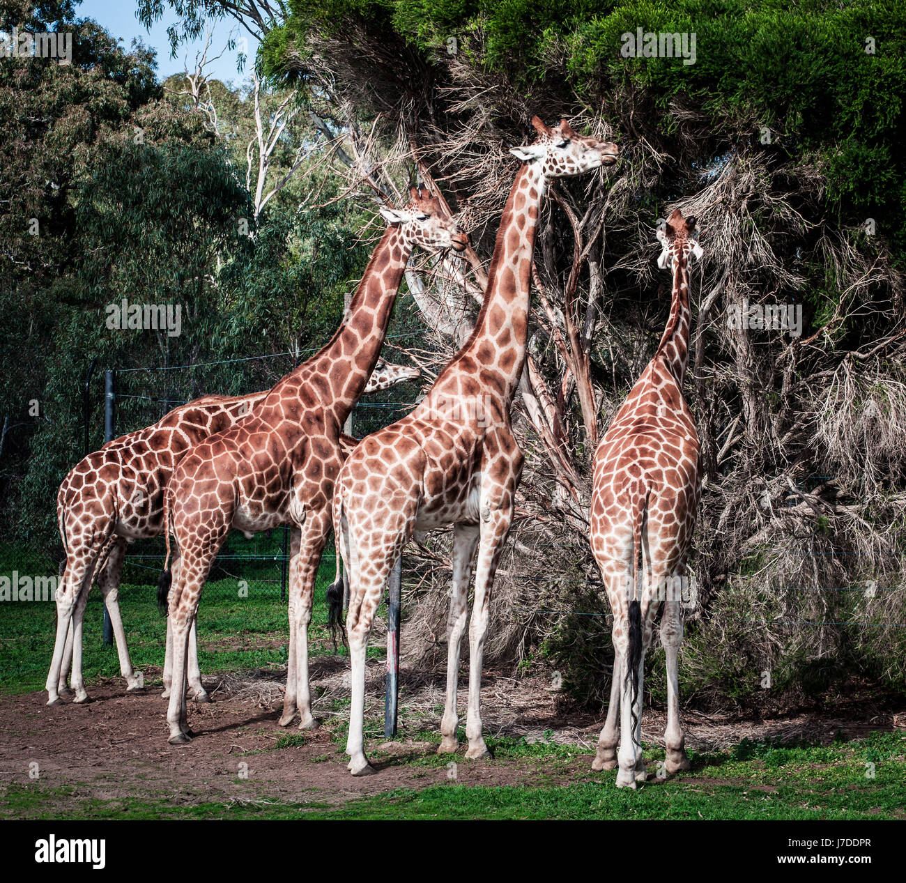 Cuatro Jirafas Fotograf As E Im Genes De Alta Resoluci N Alamy