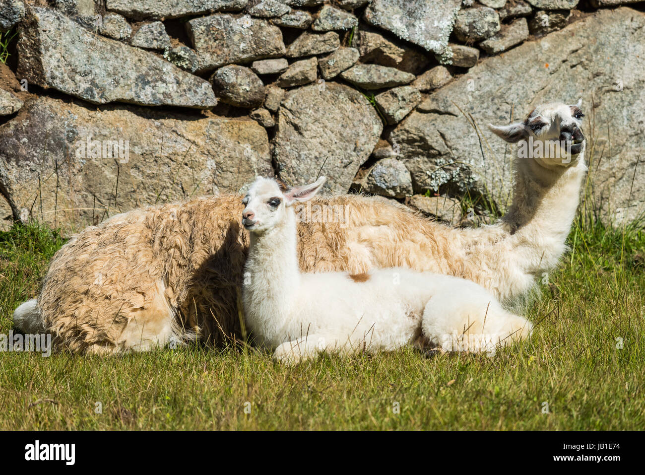 Llamas A Machu Picchu Ruinas Incas En Los Andes Peruanos A Cusco Peru