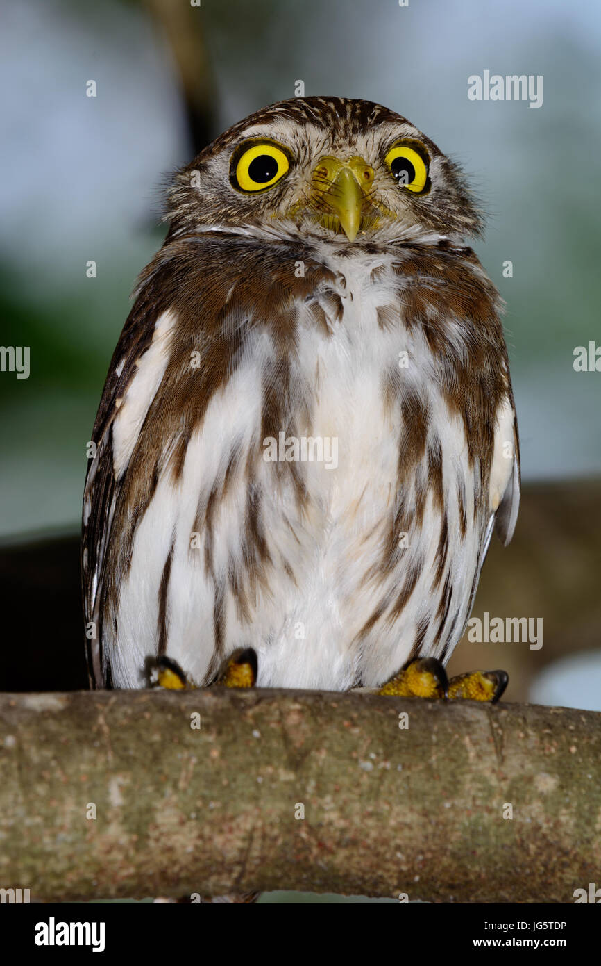 Búho pigmeo ferruginosas Glaucidium brasilianum encaramado en la rama