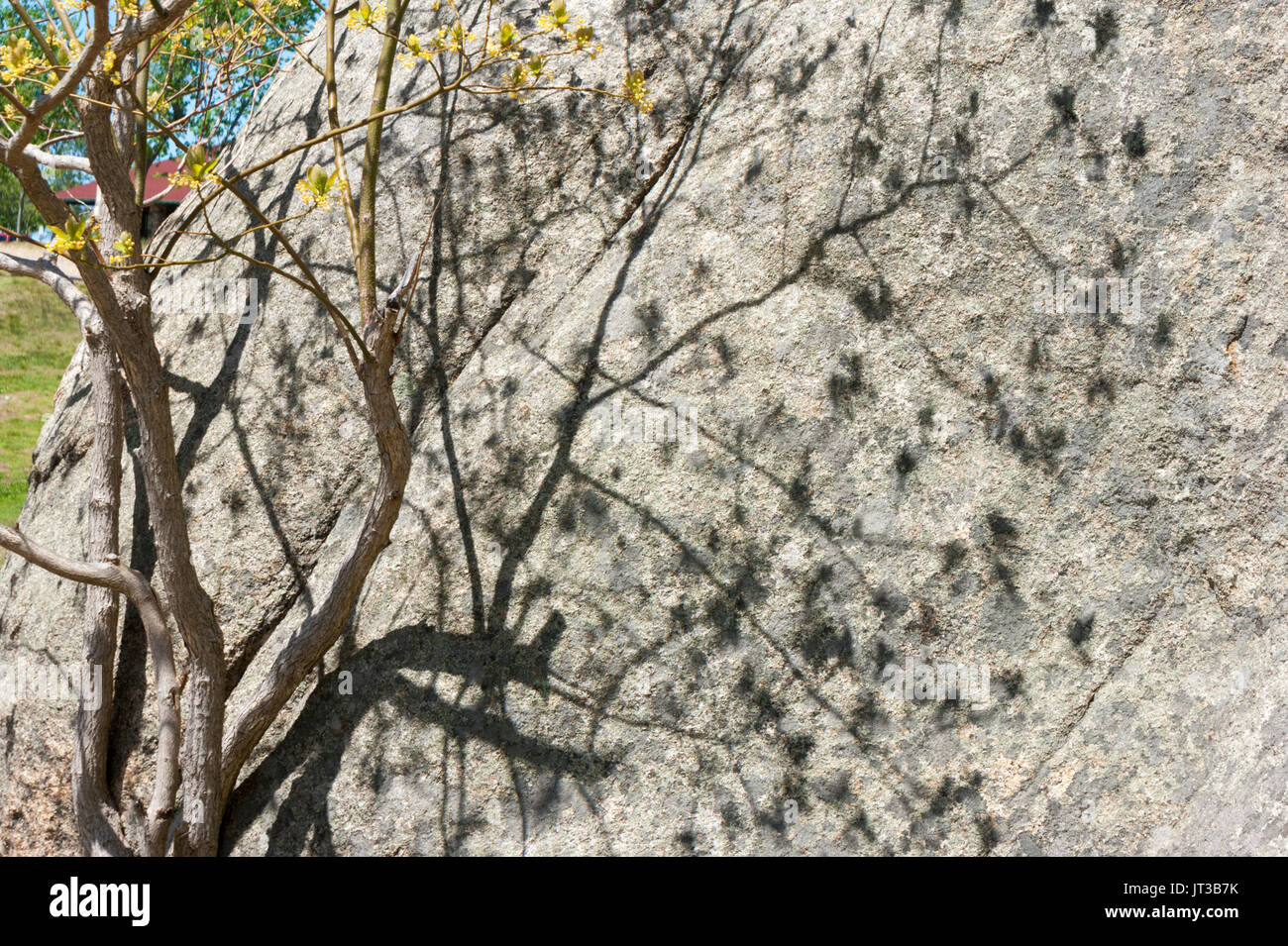 Sombra proyectada arbol fotografías e imágenes de alta resolución Alamy