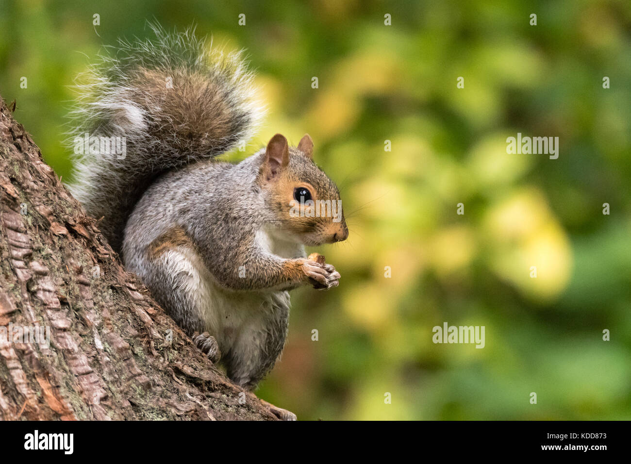 Ardilla Gris Oriental Sciurus Carolinensis Comer En El Tronco Del