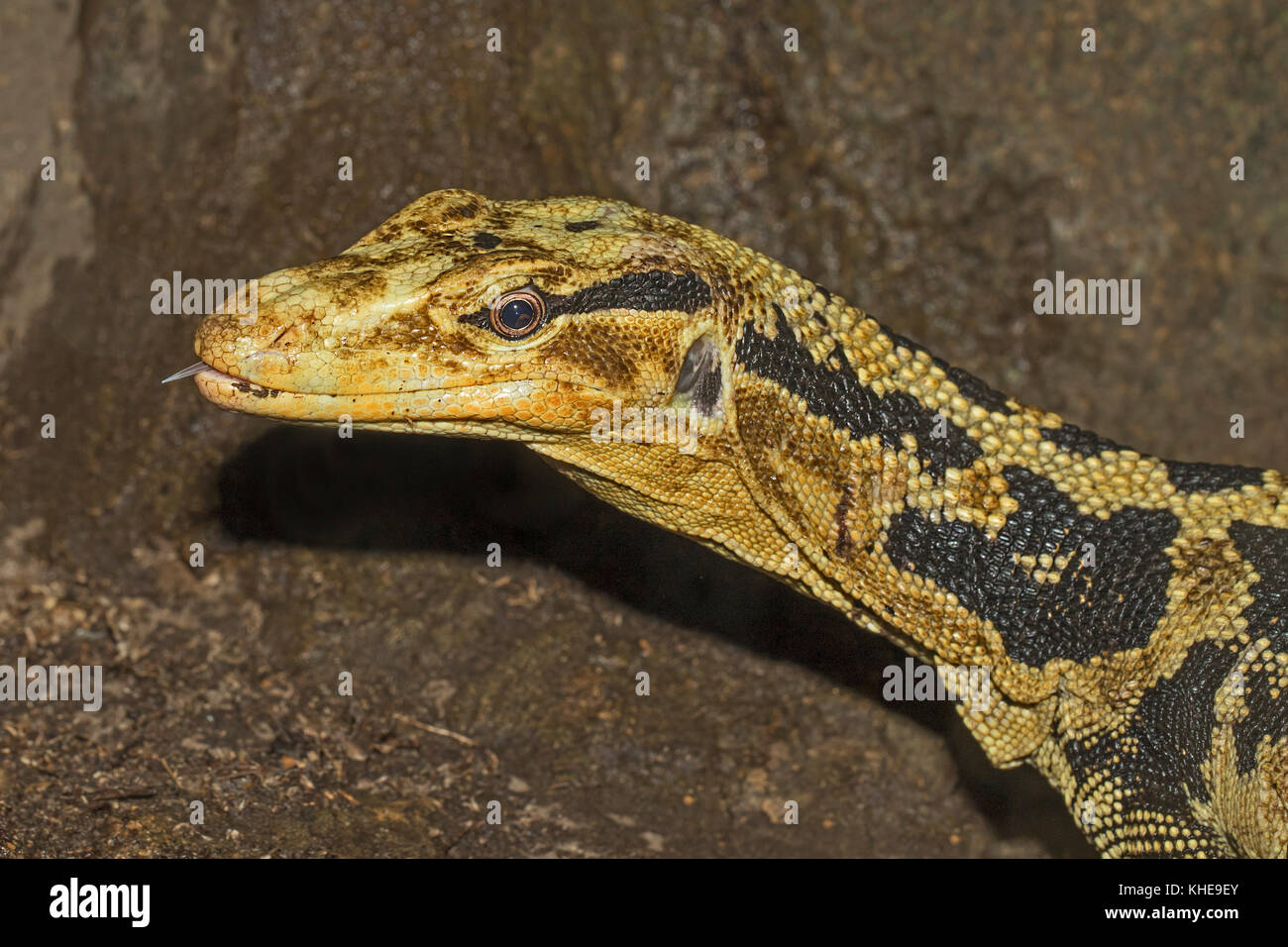 Hembra Monitor Agua Filipino Varanus Cumingi Fotograf A De Stock Alamy