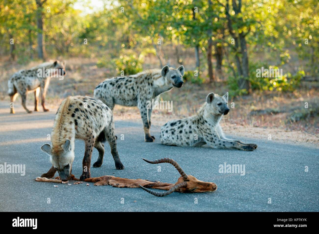 Hiena Manchada Crocuta Crocuta Aka Laughing Hyena En Carretera Con