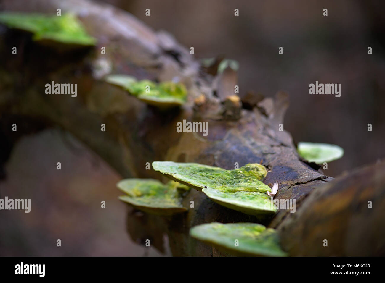 Crecimiento De Hongos Gruesos Fotograf As E Im Genes De Alta Resoluci N